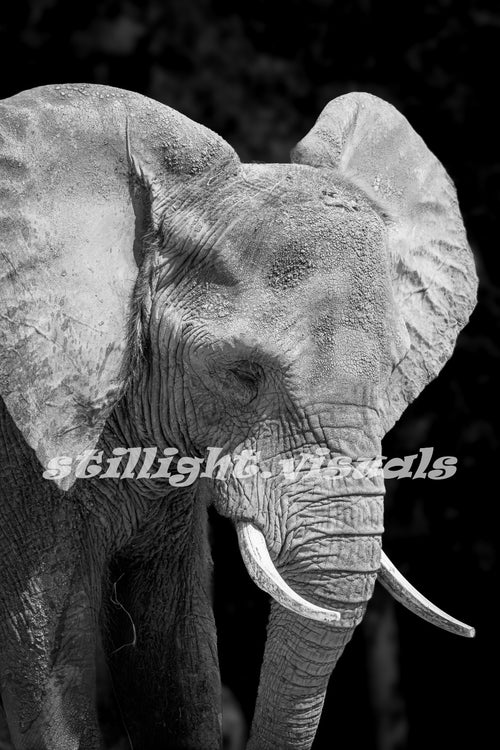 Black & White Elephant Wall Art - Ready to Hang